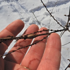 Neolasioptera boehmeriae