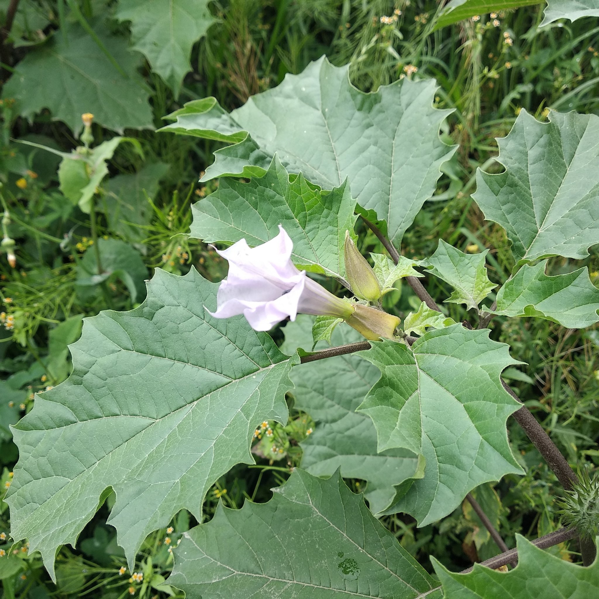 Datura image