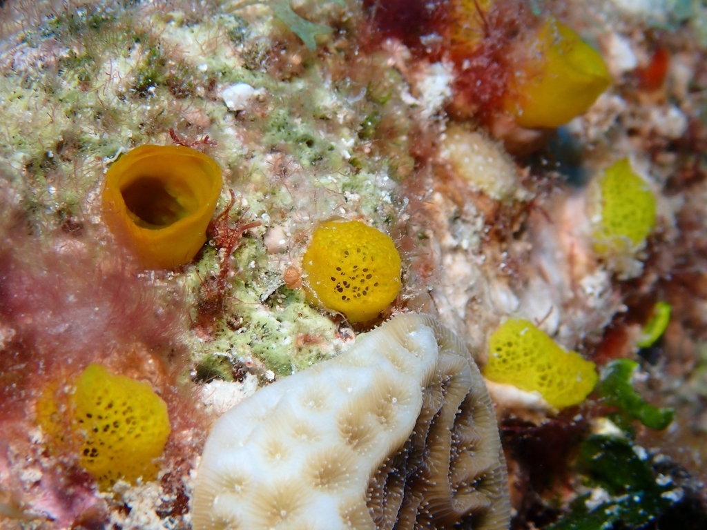 short-tubed boring sponge