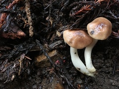 Cuphophyllus colemannianus