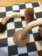 Cuphophyllus colemannianus