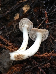 Cuphophyllus colemannianus