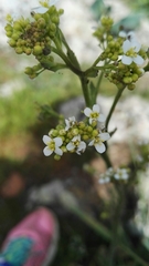 Crambe hispanica