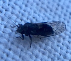 Cacopsylla pyricola