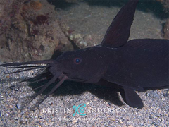 Sailfin Catfish photo 2