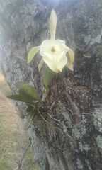 Rhyncholaelia glauca