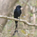Black Drongo - Photo (c) Subhajit Roy, some rights reserved (CC BY-NC-ND), uploaded by Subhajit Roy