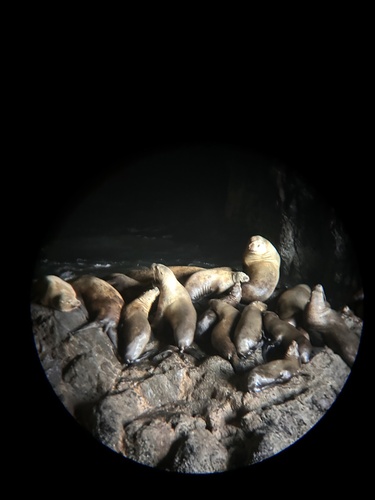 Steller Sea Lion photographed in Oregon