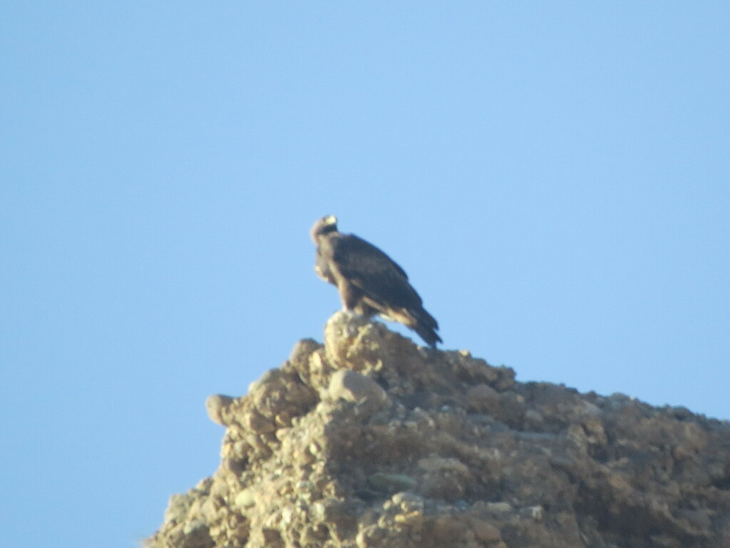 Golden Eagle from Taleqan, Alborz Province, Iran on September 19, 2017 ...