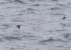 Synthliboramphus craveri