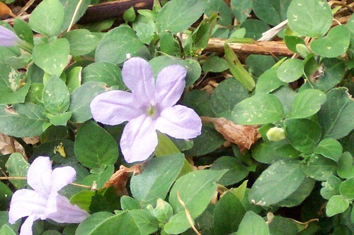 Ruellia prostrata