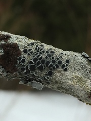 Lecanora circumborealis