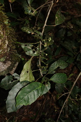 Macaranga macropoda image