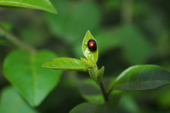 Argopistes coccinelliformis
