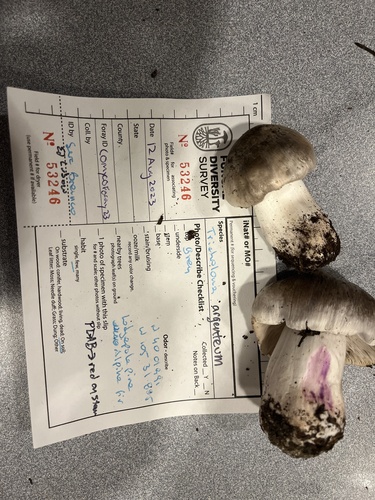 Tricholoma virgatum — (c) Alissa Iverson, some rights reserved (CC BY)