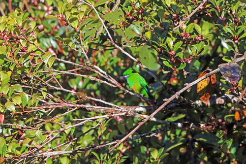 Plum-faced Lorikeet (Oreopsittacus arfaki), photo 5