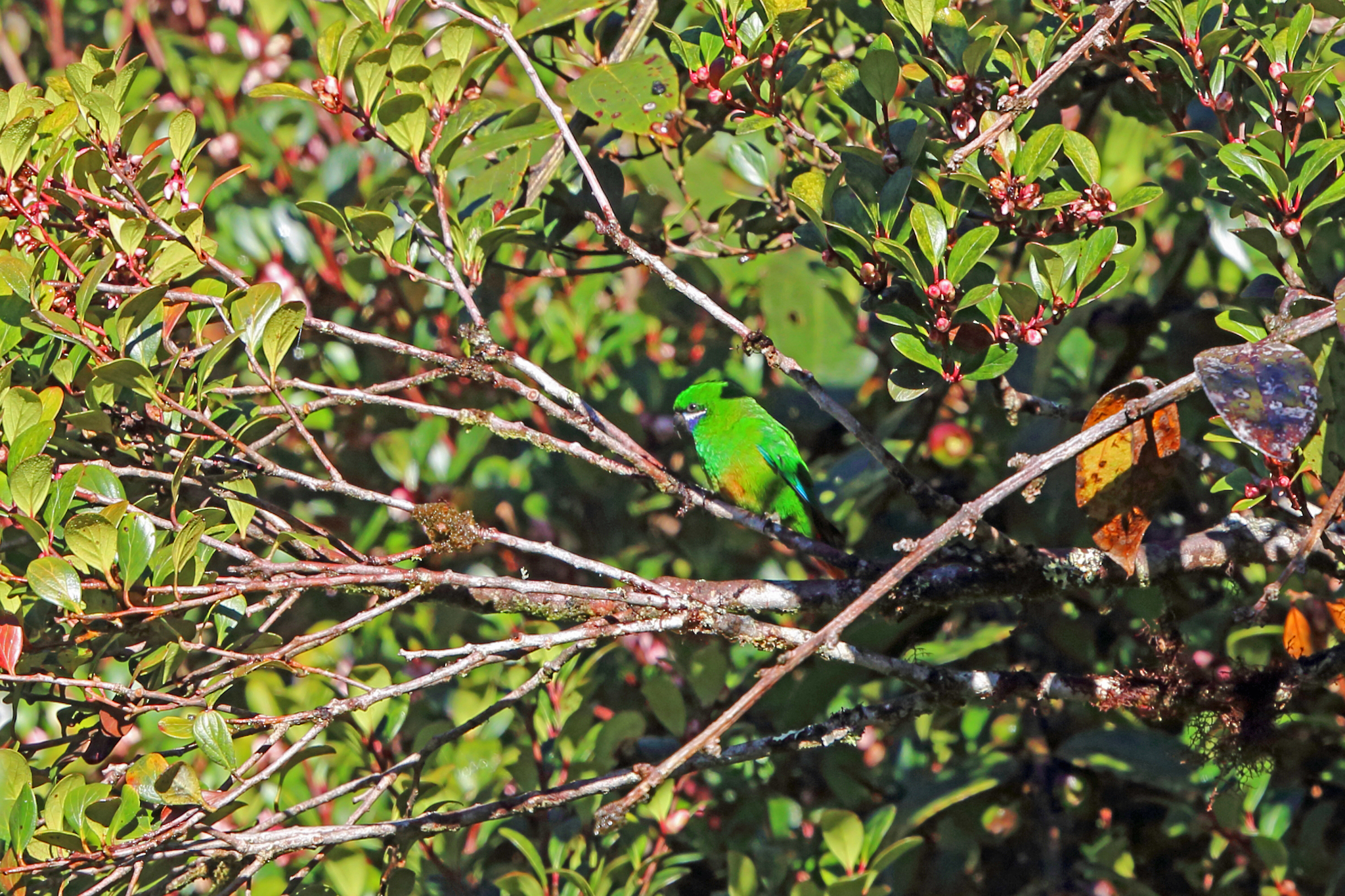 Plum-faced Lorikeet illustration
