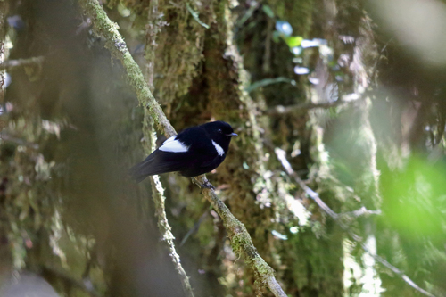 Melanodryas sigillata