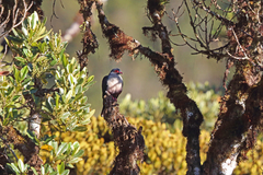 Papuan Mountain-Pigeon photo 4