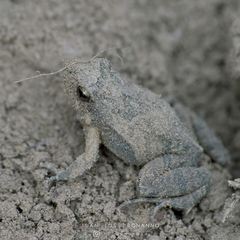 Physalaemus biligonigerus