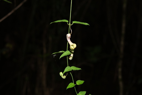 Ceropegia racemosa image