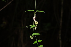 Ceropegia racemosa subsp. glabra image