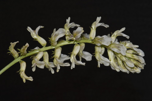 Image of Astragalus oreganus by (c) Brian Finzel, some rights reserved (CC BY-SA)