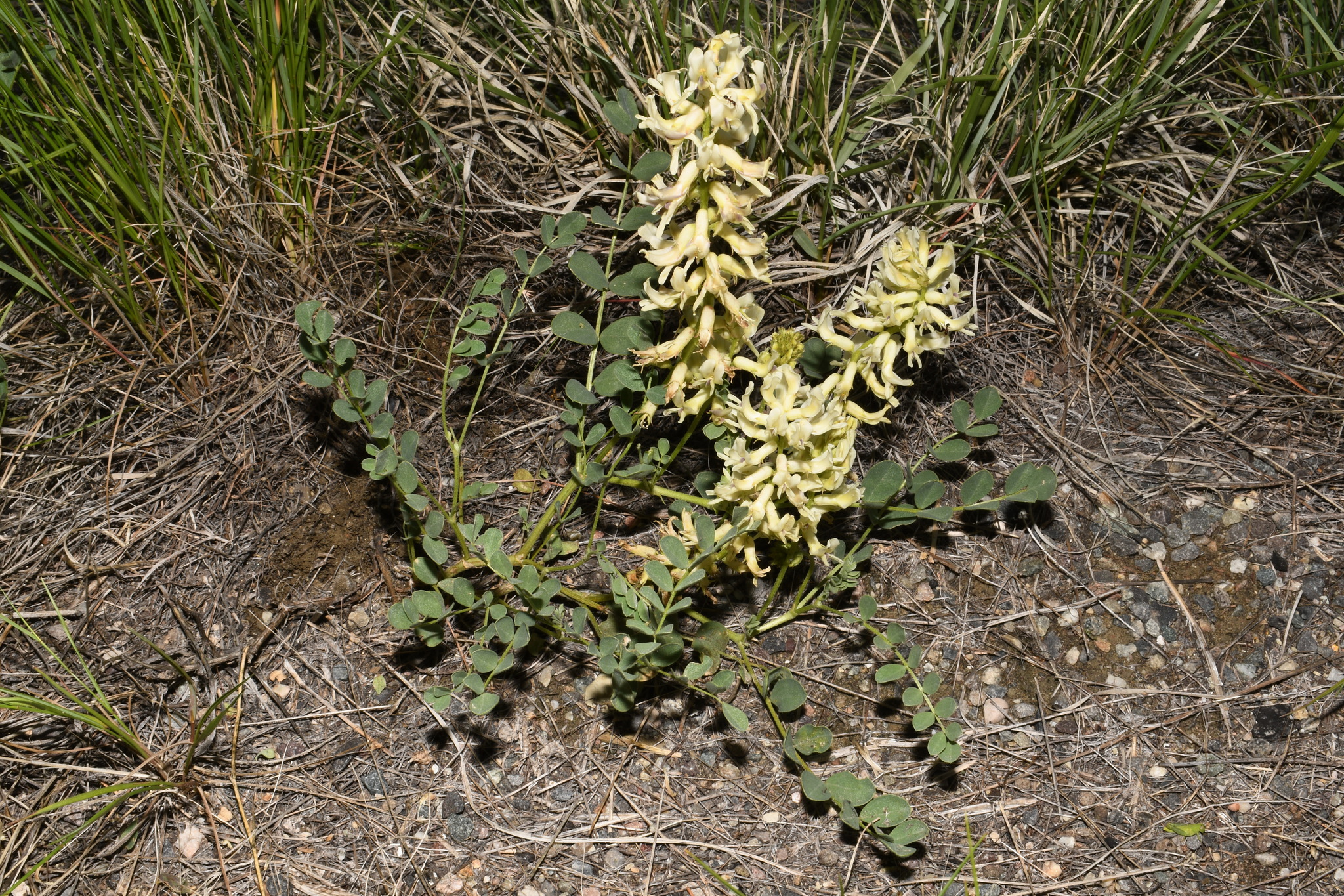 Astragalus oreganus