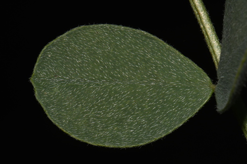Image of Astragalus oreganus by (c) Brian Finzel, some rights reserved (CC BY-SA)