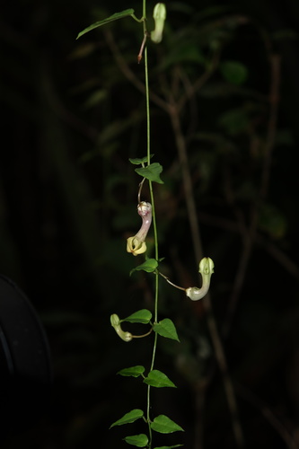 Ceropegia racemosa image