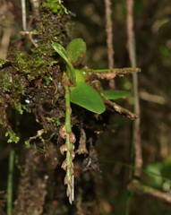 Ceropegia racemosa image