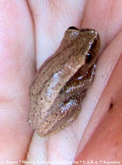 Dendropsophus nanus