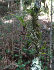 Angraecum
