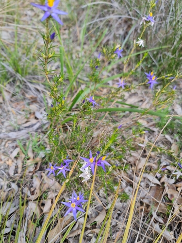 Image of Calectasia narragara by (c) Belinda Forbes, some rights reserved (CC BY)