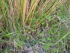 Chaerophyllum ramosum