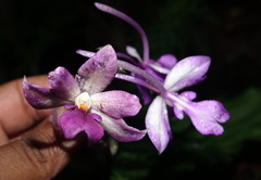 Calanthe