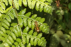 Mischocyttarus mexicanus