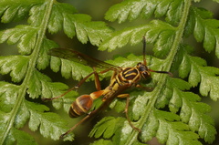 Mischocyttarus mexicanus