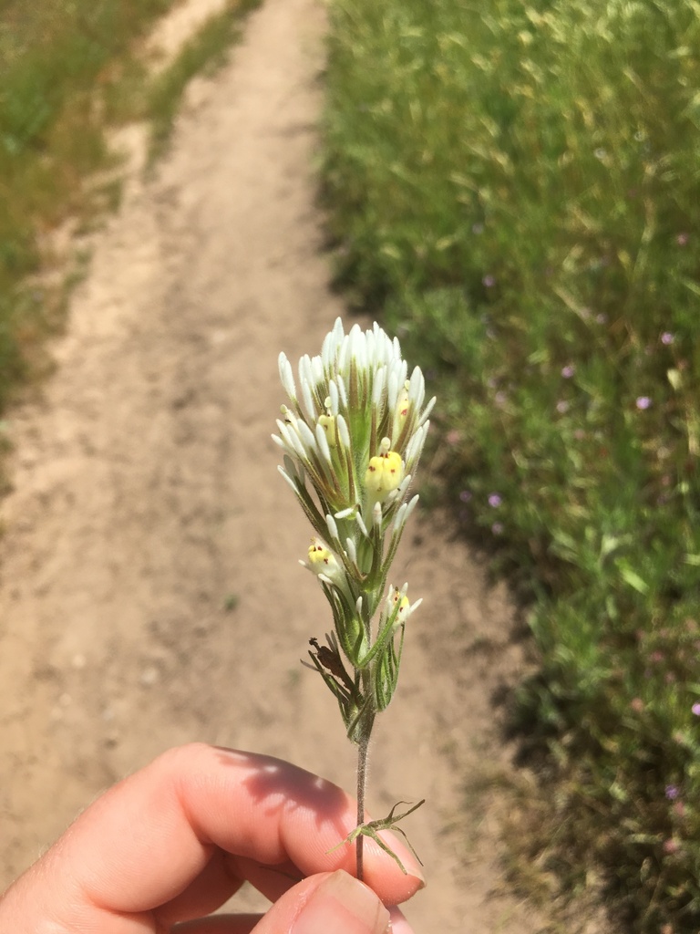 valley tassels from Vogel Valley Rd, Granite Bay, CA, US on May 14, 2023 at 1143 AM by