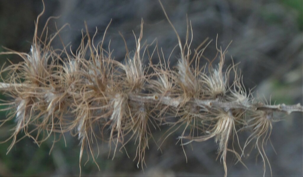 buffelgrass from Purnululu WA 6770, Australia on July 17, 2023 at 06:04 ...