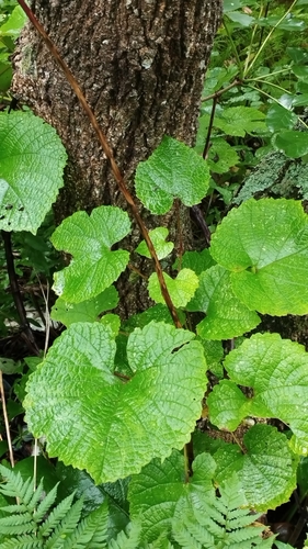 Image of Vitis amurensis by (c) Tatyana Petrenko, some rights reserved (CC BY)