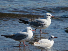 Chroicocephalus ridibundus
