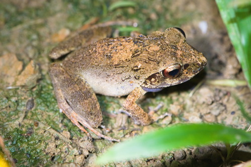 Cornufer papuensis observed 2023-08-01