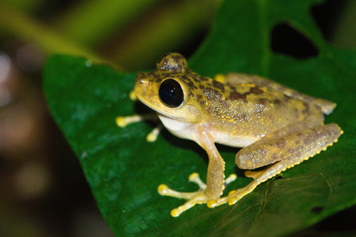 Nyctimystes fluviatilis observed 2023-07-30