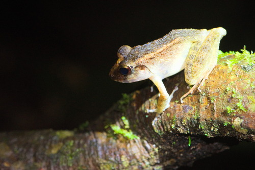 Cornufer papuensis observed 2023-07-30