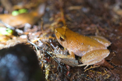 Cophixalus balbus, 2023-07-30