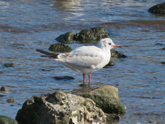 Chroicocephalus ridibundus