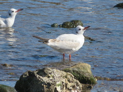 Chroicocephalus ridibundus