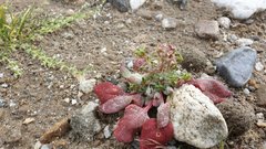 Chorizanthe corrugata