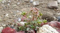 Chorizanthe corrugata